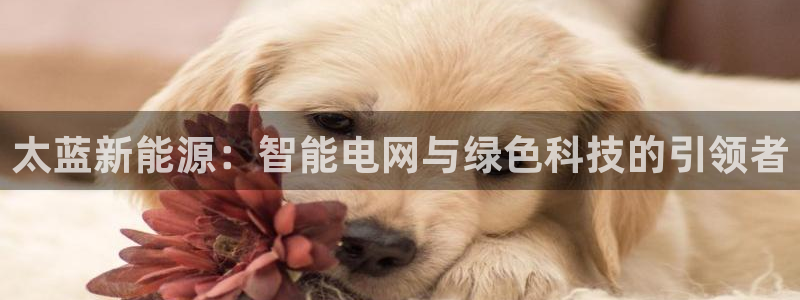 新宝gg评论